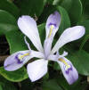 小花鳶尾